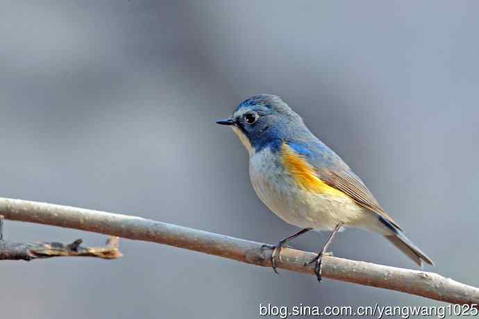 雄性红胁蓝尾鸲（29）