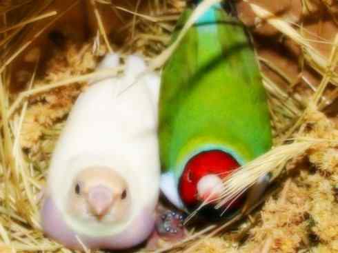 家禽驯化之源之十七