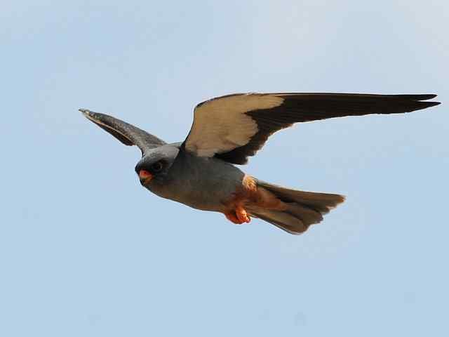 阿穆尔隼咏叹 阿穆尔隼咏叹