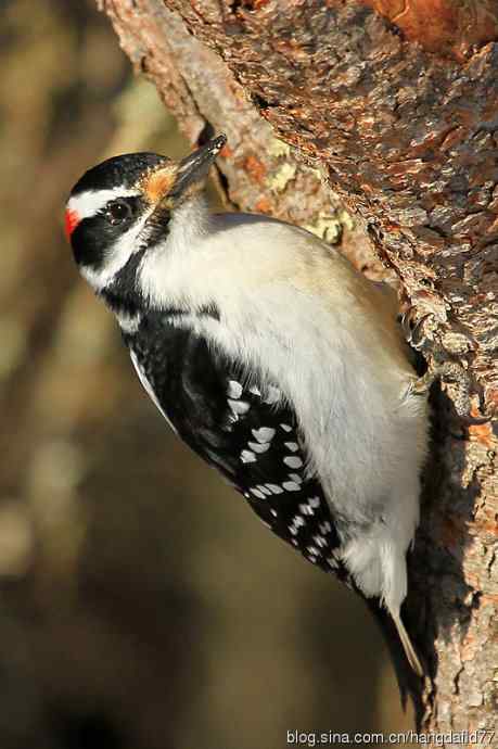 毛发啄木鸟(4) 毛发啄木鸟(4)