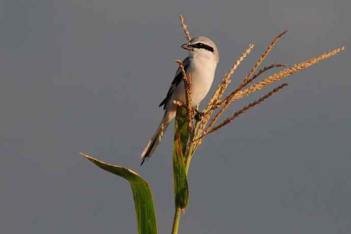 阿穆尔隼：野鸭湖黎明观猛*