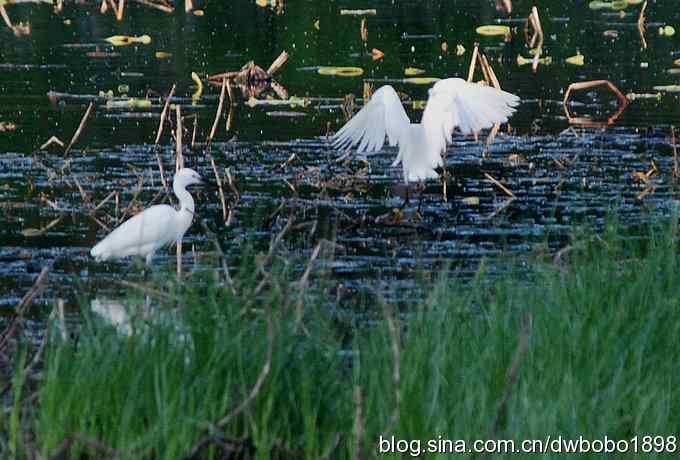 小白鹭黄昏捕鱼 小白鹭黄昏捕鱼