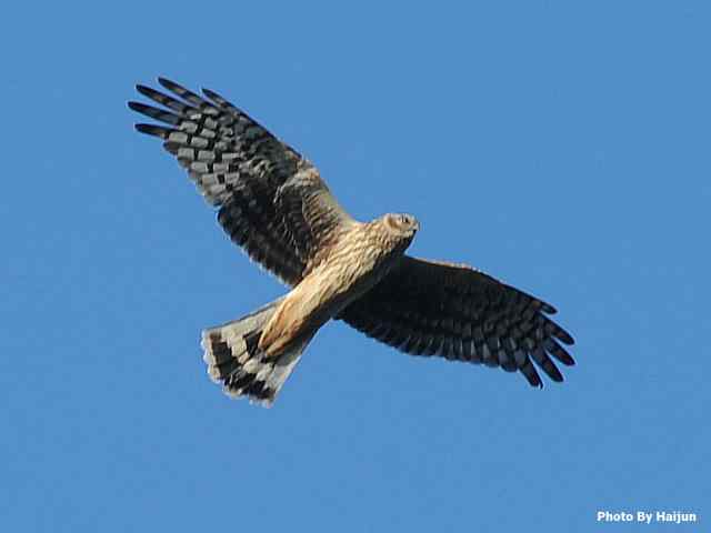厚道的白尾鹞可以有