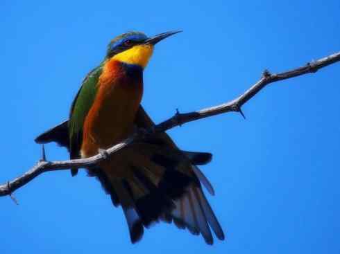 绝色攀禽：佛法僧目之蜂虎2