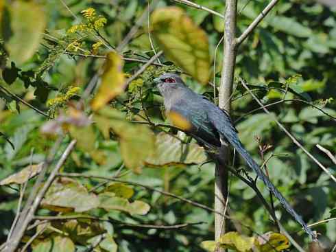 奇特的盔:大犀鹃 奇特的盔:大犀鹃