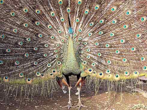 凤凰：传说中的鸟原型探秘（孔雀）