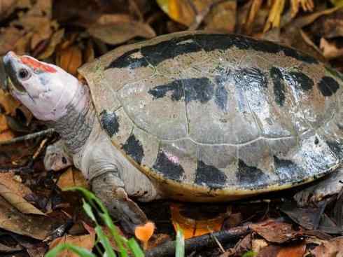玄武:传说的兽原型探秘(潮龟) 玄武:传说的兽原型探秘(潮龟)