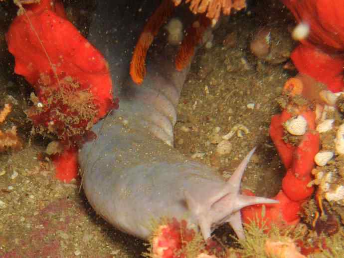 鱼类活化石：盲鳗