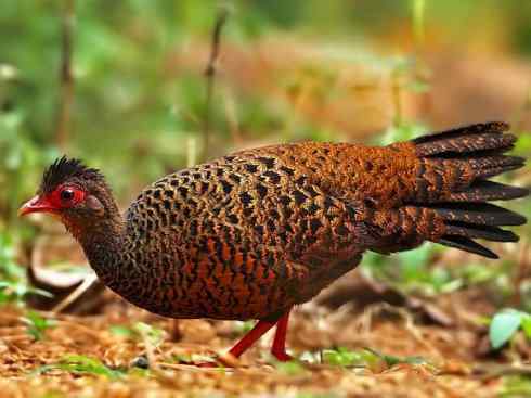 凤凰：传说的鸟原型探秘（原鸡）