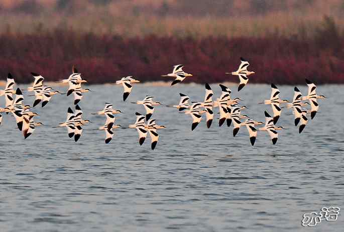 河北乐亭&nbsp;wbr路&nbsp;wbr反嘴鹬