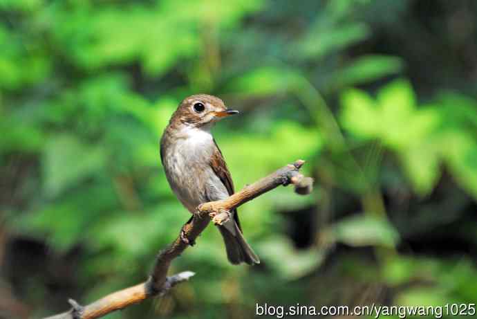 北灰鹟(尘封版) 北灰鹟(尘封版)