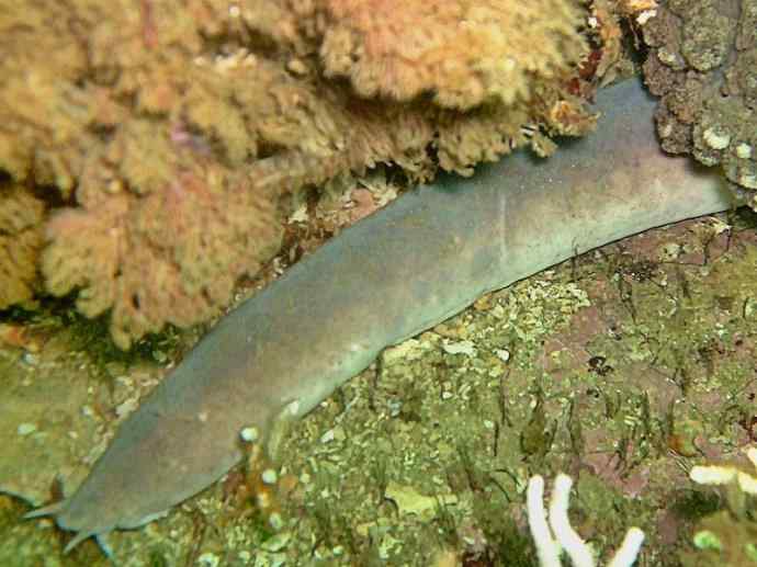 鱼类活化石：盲鳗