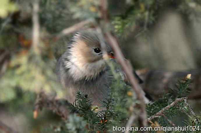 丝光椋鸟树上的尴尬(天坛)