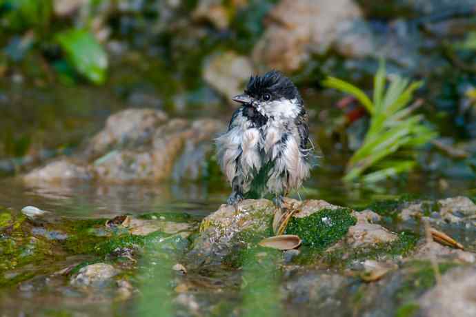 锡嘴雀与大山雀