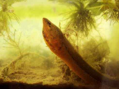 鱼类活化石:鳄雀鳝 鱼类活化石:鳄雀鳝