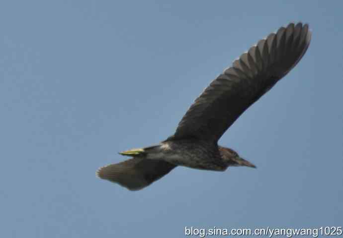 夜鹭（大丽抓拍）