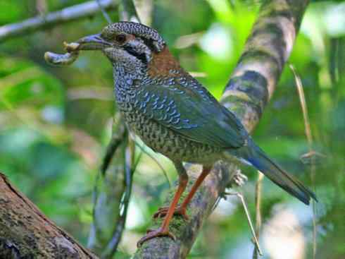 绝色攀禽：佛法僧目之地鴗