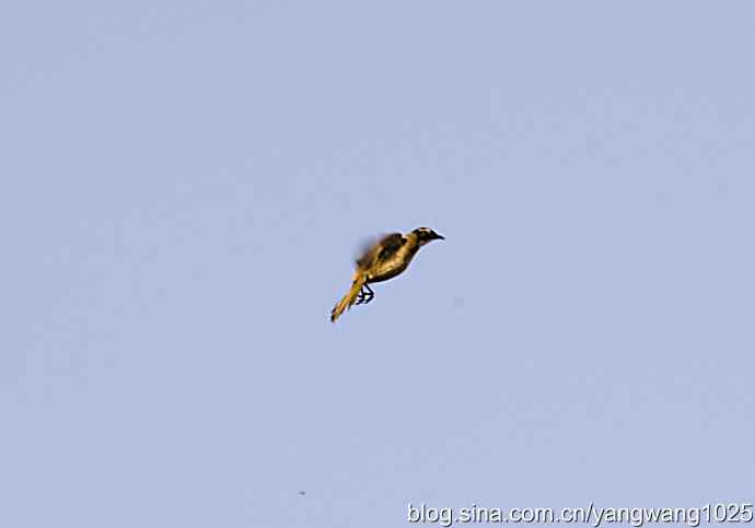 空中街舞（趣闻）