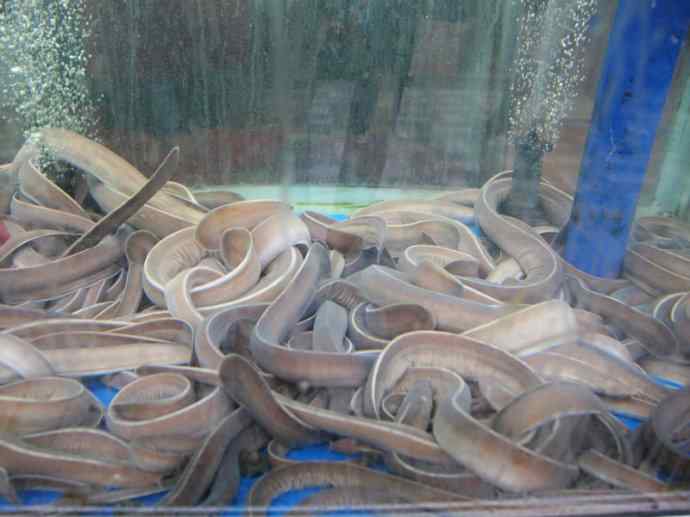 鱼类活化石：盲鳗