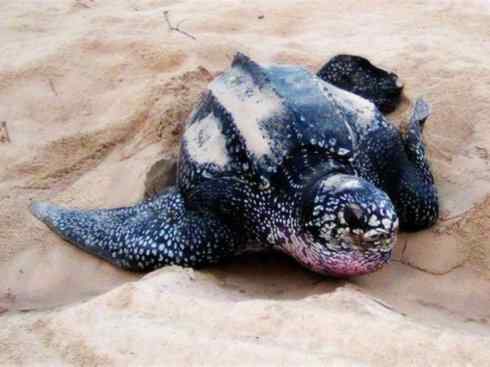 自然奇观：动物大迁徙(棱皮龟类)