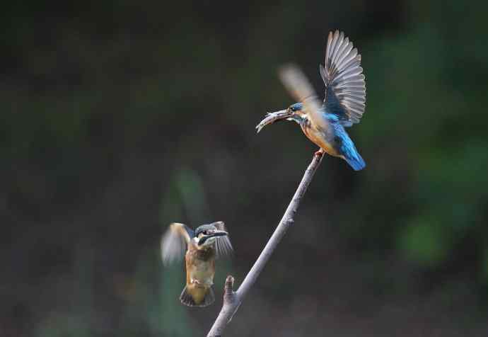 可爱小翠---（小翠鸟学本领）互动版