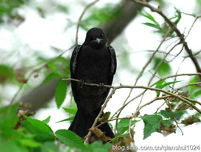 清仓晒鸟儿 清仓晒鸟儿