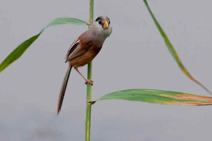 萌态可掬的鈥溦鸬┬∪糕☆★
