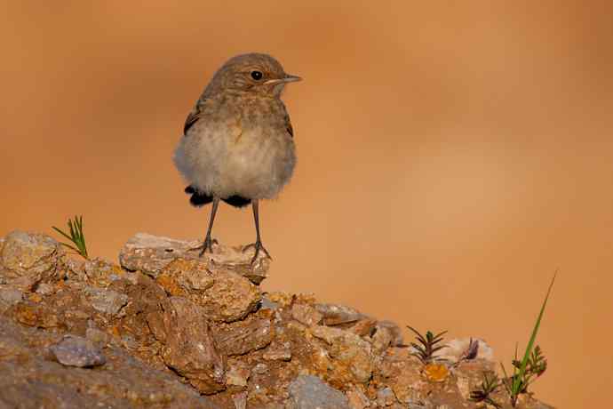 【新鸟】坝上鸟.白顶鵖