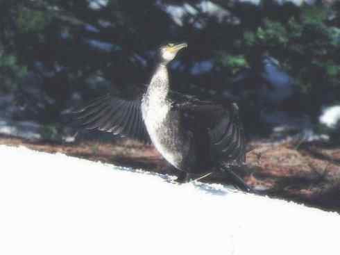 家禽驯化之源之四