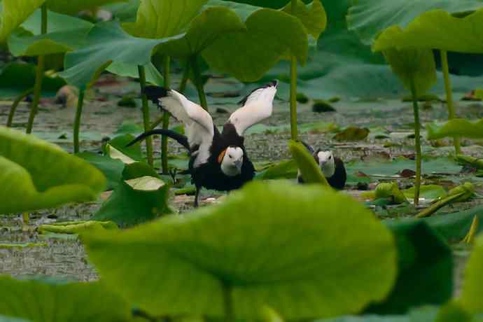 水雉 wbr荷塘里的温柔乡 水雉 wbr荷塘里的温柔乡