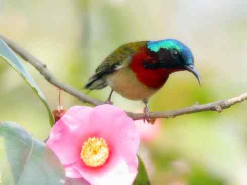 美丽无罪：雀鸟之太阳鸟