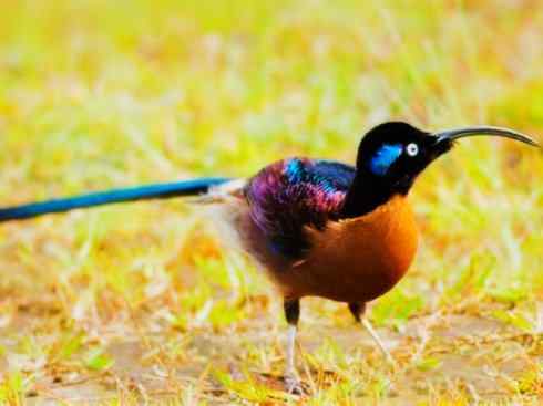 美丽无罪：雀鸟之极乐鸟