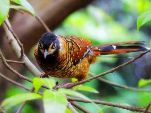 美丽无罪：雀鸟之噪鹛