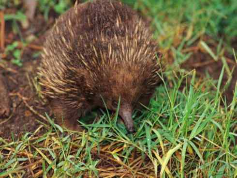 动物世界：山寨还是原创之三