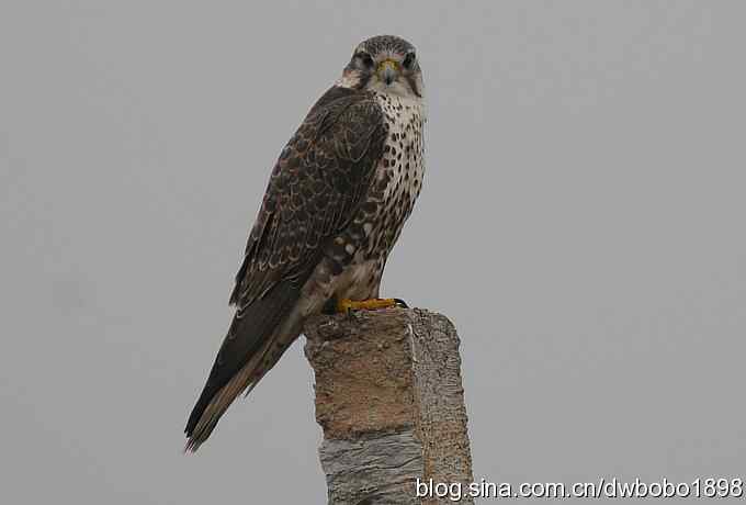 猎隼：国保二级猛禽