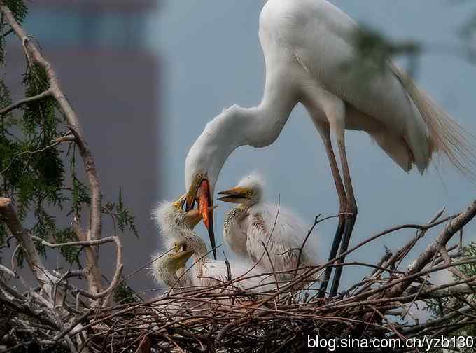 父母是天（组图，6张图片）