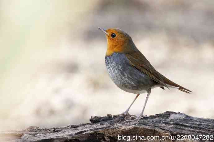 233.打鸟归来收获多多---(5)日本歌鸲 233.打鸟归来收获多多---(5)日本歌鸲