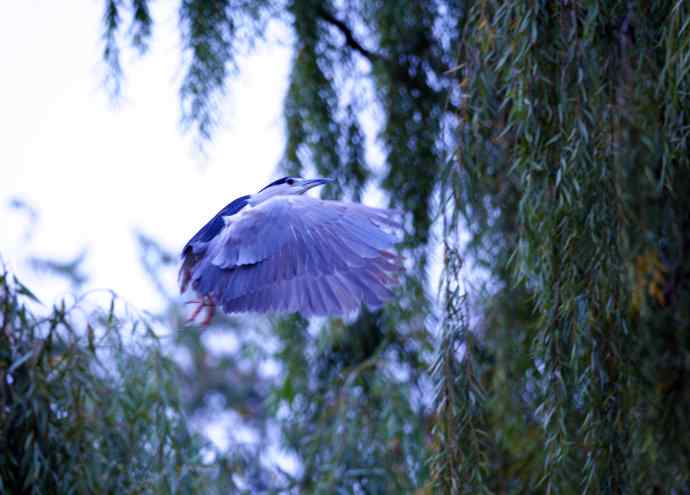 飞（夜鹭）33