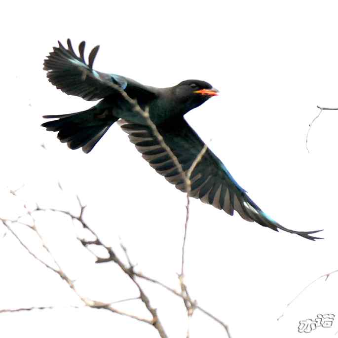 圆明园 wbr路 wbr三宝鸟(清晰、飞行版) 圆明园 wbr路 wbr三宝鸟(清晰、飞行版)