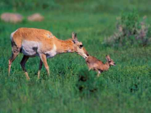 麒麟：传说的兽原型探秘（叉角羚）