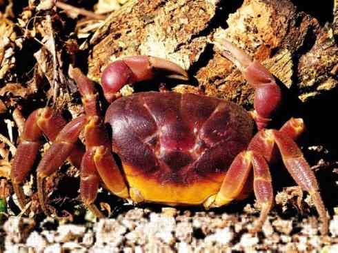 自然奇观:动物大迁徙(红蟹) 自然奇观:动物大迁徙(红蟹)