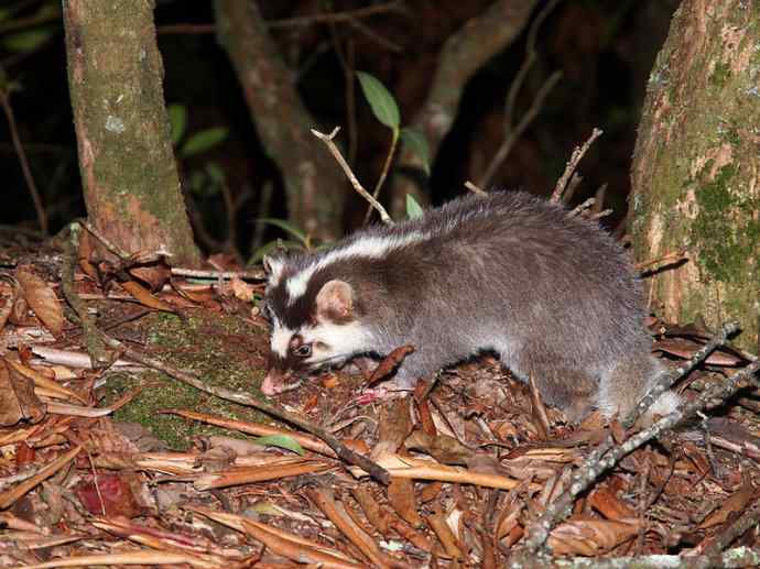 犬科：狐亚科之大耳狐