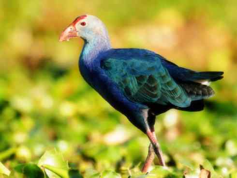 奇特的盔:紫水鸡