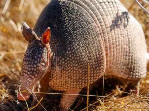 动物世界：山寨还是原创之六（犰狳、穿山甲）