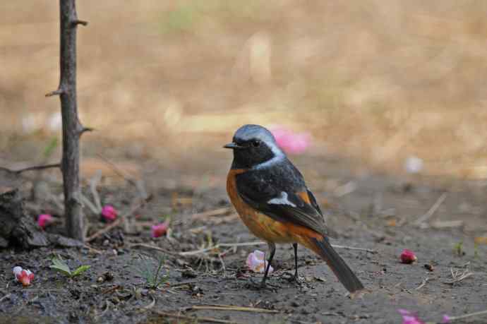 雄性北红尾鸲（32）