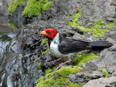 极品红色鸟类：红衣主教鸟