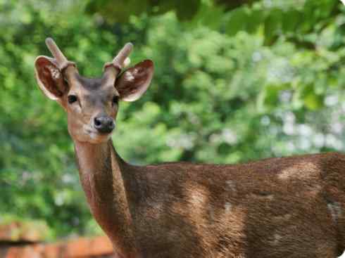 麒麟:传说的兽原型探秘(梅花鹿) 麒麟:传说的兽原型探秘(梅花鹿)