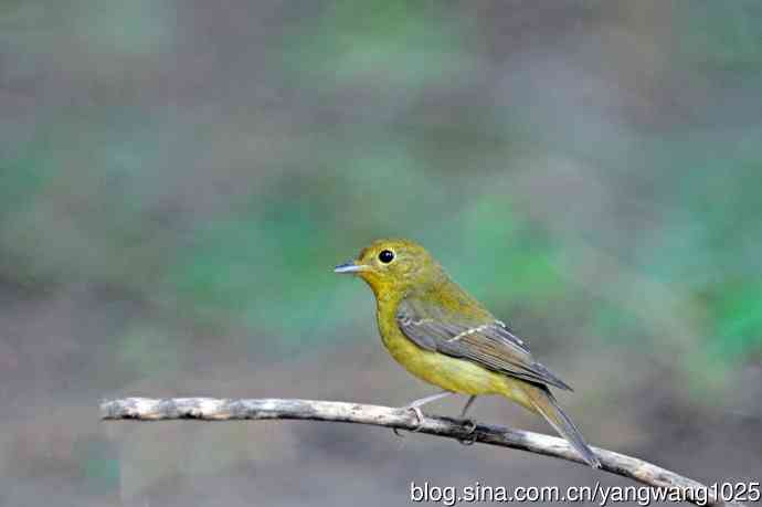 雌性绿背姬鶲(19) 雌性绿背姬鶲(19)