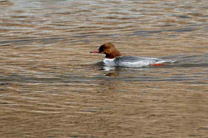 《白河湾的鸭子与十渡的白鹡鸰》