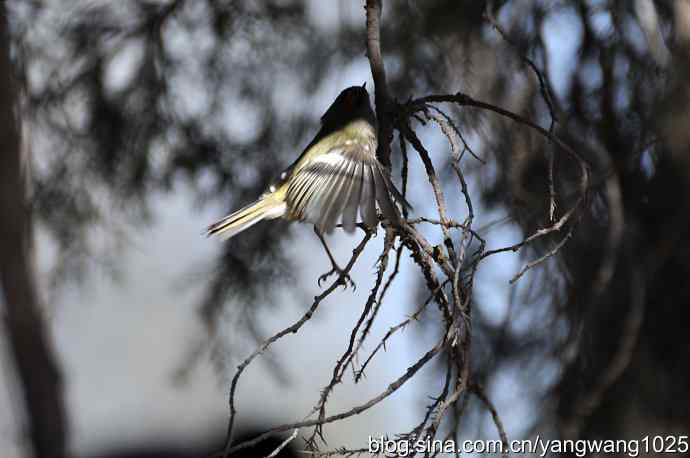 柏树丛中的戴菊